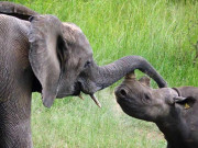 ہاتھی اور گینڈے کی پاکستان درآمد کیے جانے کا معاملہ لٹک گیا