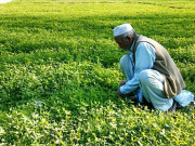 آرگینک طریقے سے بنجر زمینوں کی بحالی