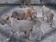 حکومت پنجاب کی لاہور میں شیر کے حملے میں زخمی بچے کے خاندان کی فوری مدد