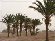 چاغی میں اعلیٰ قسم کے کھجور مگر منڈیوں تک رسائی سے دور