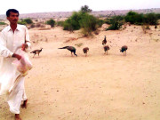 تھر میں رانی کھیت کی بیماری دوبارہ پھیل گئی 4 مور ہلاک