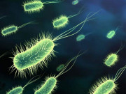 آنتوں کے جراثیم بجلی بھی بناتے ہیں