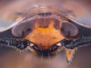 ایسا جاندار جس کا سر کاٹ دیا جائے تو بھی ایک ہفتے زندہ رہ سکتا ہے