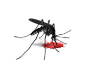 دماغ کھانے والے جراثیم نگلیریا نے ایک اور نوجوان کی جان لے لی