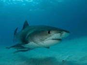 آسٹریلیا میں شارک کے خوفناک حملے میں خاتون ہلاک، ایک شخص شدید زخمی