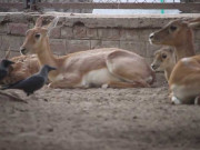 لاہور چڑیاگھر میں مرنے والے قیمتی جانوروں اور پرندوں کو حنوط کرلیا گیا