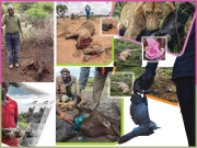 انسانوں کی حیوانیت کے ہاتھوں مٹتے جانور