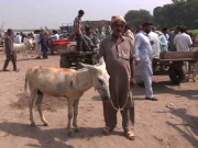 مال بردارچنگ چی رکشوں کی وجہ سے گدھوں کی اہمیت میں کمی ہونے لگی