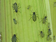 زرعی تحقیق کی آڑ میں ’زرعی دہشت گردی‘ کا ایک اور امریکی منصوبہ