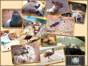 ہاں میں مجرم ہوں