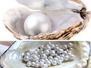 موتی ۔۔۔ خوبیاں نقائص اور شناخت   