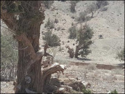 ہربوئی کے جنگلات بھی حکومتی توجہ کے منتظر ہیں