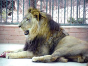 پنجاب کے چڑیا گھروں میں ٹھیکیداروں کا گوشت کی سپلائی بند کرنے کا فیصلہ