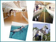 ’’کاش ہم قطری گھوڑے ہوتے‘‘