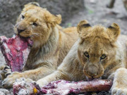 پنجاب کے چڑیا گھروں میں جانوروں کے لئے کھانے کی سپلائی بند ہونے کا خدشہ