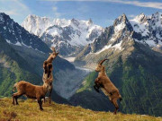 نایاب جانوروں اور پرندوں کی خرید و فروخت کرنے والوں کیخلاف کارروائی کا فیصلہ