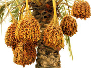 کھجور خطرات کی زد میں 