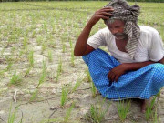 ڈالر میں اضافے نے کسانوں کے لیے مشکلات کھڑی کردیں