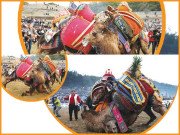 ’ اُونٹ کُشتی‘ دلوں کو لُبھانے والا کھیل