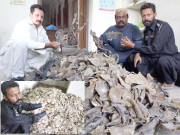 محکمہ جنگلی حیات کا چھاپہ پینگلولین کچھوے کا گوشت اور خول برآمد