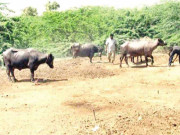 جامعہ کراچی کی اسٹاف کالونی میں بھینسوں کے باڑے دوبارہ قائم کر دیے گئے