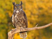 اُلو کو عزت دو