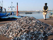 صنعت ماہی گیری کے مسائل کے حل کی ضرورت