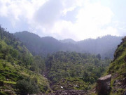 سندھ میں جنگلات کی 15 لاکھ ایکڑ اراضی قبضہ مافیا کے ہتھے چڑھ گئی