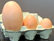 روزانہ انڈہ کھانے سے کوئی بیماری غلبہ نہیں کرتی تحقیق