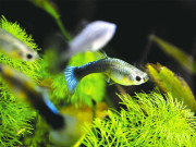 مچھلی کا تیل اندھے پن کو روکنے کے میں معاون 