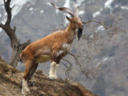 خیبرپختونخوا میں مارخور کے شکار کیلیے 3 لائسنس 3 کروڑ روپے میں فروخت