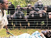 جانور بھی موت کا سوگ مناتے ہیں