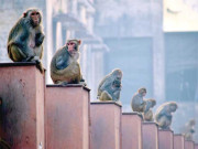 دہلی پر بندر راج