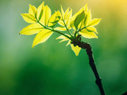 ضیائی تالیف میں تبدیلی سے زرعی پیداوار میں حیرت انگیز کامیابی