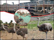 پنجاب میں شتر مرغ فارمنگ سرکاری توجہ کی منتظر …