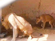 سفاری پارک لاہور کے معذور شیروں کو پرسکون موت دینے کی تیاریاں