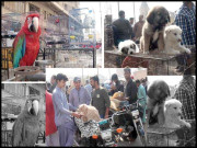 پرندہ مارکیٹ مسمار ہونے سے دکاندار ملبے کے ڈھیر پر آگئے