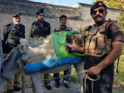 خیبر پختونخوا میں گدھوں اور خچروں کے ذریعے منشیات اسمگلنگ کا انکشاف