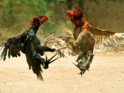 پشاور میں پابندی کے باجود مرغے لڑانے کا کھیل جاری