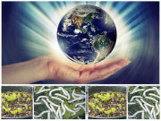 چینیوں نے نئی تاریخ رقم کر دی  زندگی ۔۔۔۔۔ چاند پرپہنچ گئی