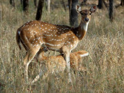 پنجاب میں نایاب جنگلی جانوروں کی ای ٹیگنگ کا فیصلہ