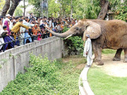 لاہور چڑیا گھر کا آنگن ڈیڑھ سال سے ہاتھی کا منتظر