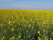 سرسوں کی فصل پشتون ثقافت کا اہم جُز