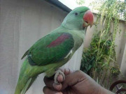 پنجاب میں شاہی طوطے کی نسل خطرے سے دوچار