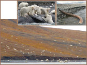 رینگل آئی لینڈ  وولی میمتھ اور قطبی ریچھوں کا جزیرہ