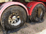 آسٹریلیا میں ریکارڈ توڑ گرمی