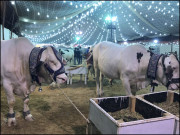 لائیو اسٹاک کی ترقی پاکستان کی ترقی ہے