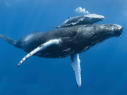 پیدائش کے صرف 20 منٹ بعد وھیل کےبچے کےتیرنے کی ویڈیو سے ماہرین حیران