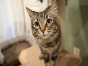 عدالت کا خاتون کیخلاف بلی کے قتل کا مقدمہ درج کرنے کا حکم