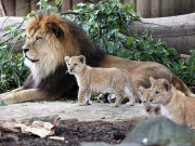 لاہور میں شیر اور چیتے کے بچوں کی نیلامی کا فیصلہ